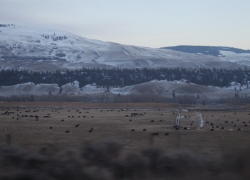 cowssnowymountains_hope