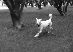vaga-hazelnut-13