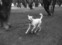 vaga-hazelnut-14