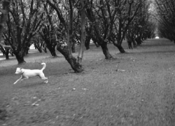 vaga-hazelnut-5