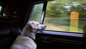 Central American Borders and Dogs